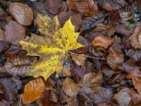 Bräunlichgelbes Ahornblatt auf braunem Buchenlaub